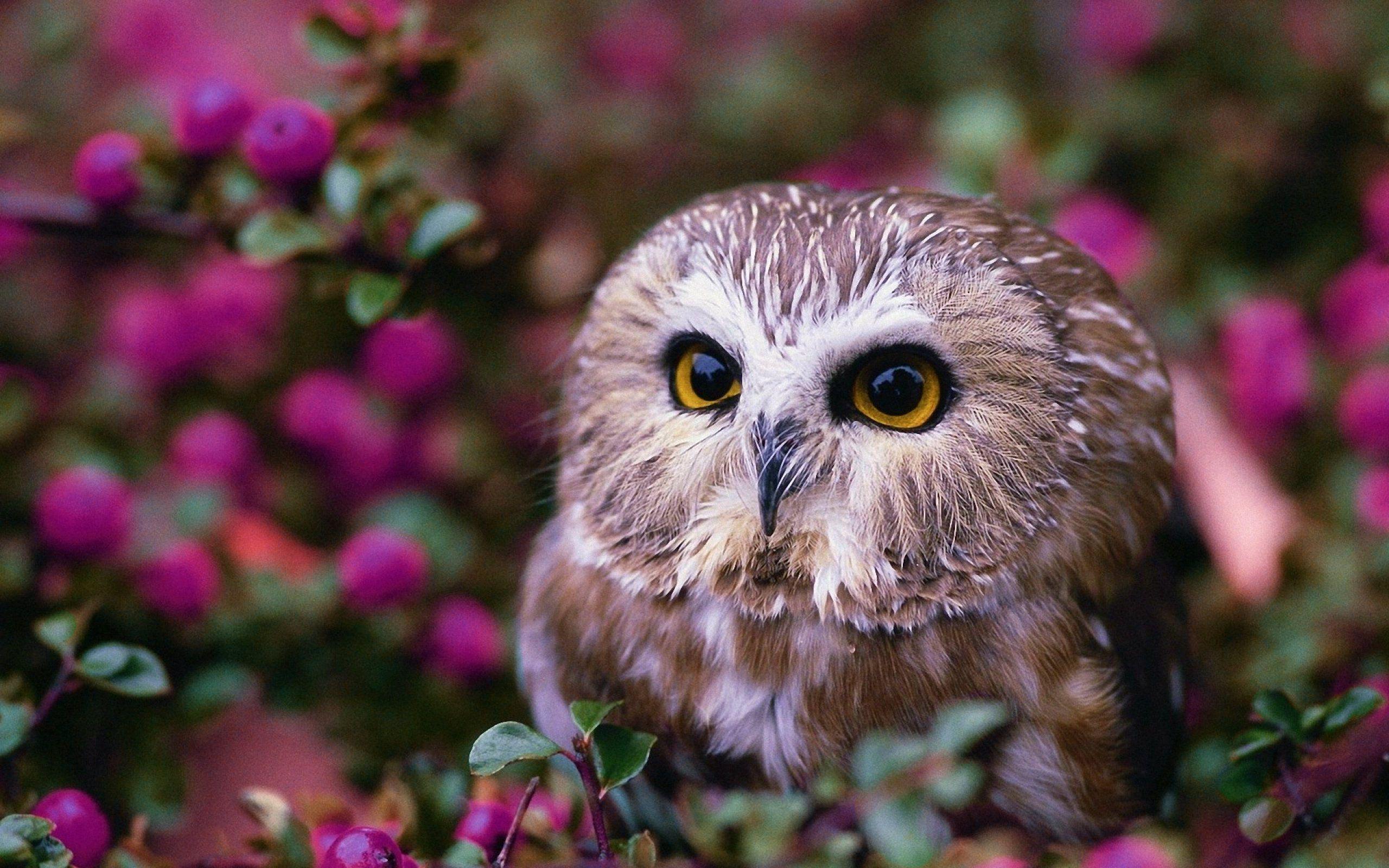 Beautiful Owl Wallpapers Top Free Beautiful Owl Backgrounds
