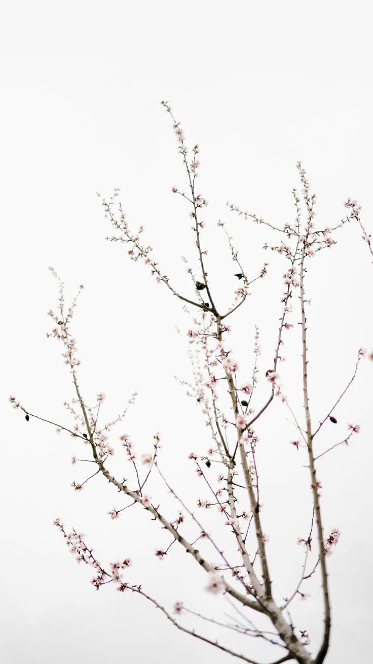 iPhone XR White Wallpapers Top Free iPhone XR White Backgrounds