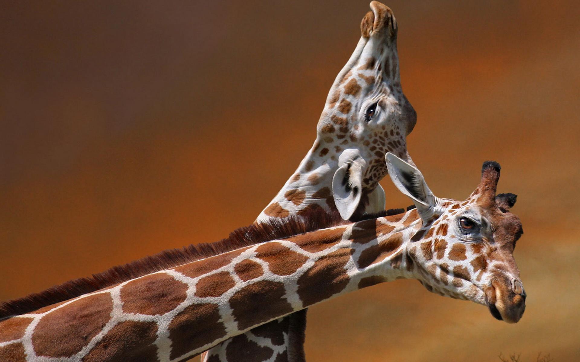 Baby Giraffe Wallpapers Top Free Baby Giraffe Backgrounds WallpaperAccess