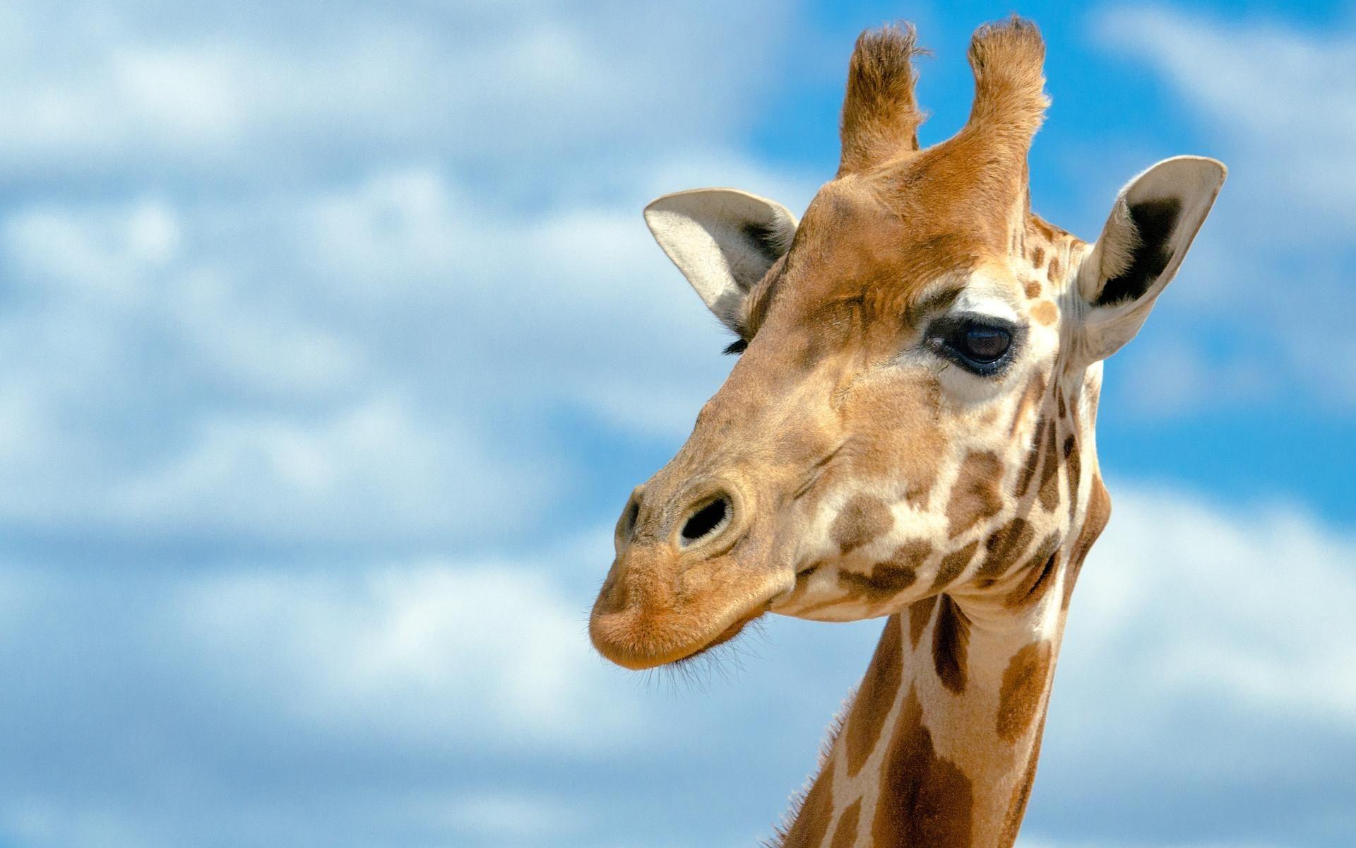 Cute Giraffe Wallpapers Top Free Cute Giraffe Backgrounds