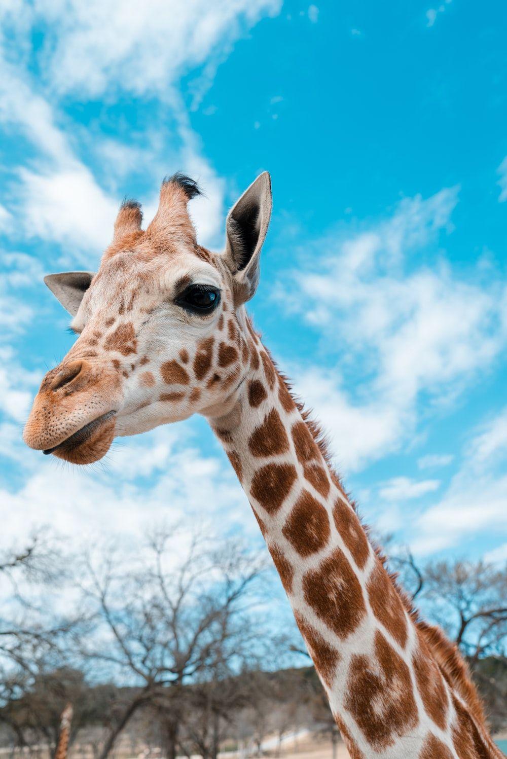 Cute Giraffe Wallpapers Top Free Cute Giraffe Backgrounds