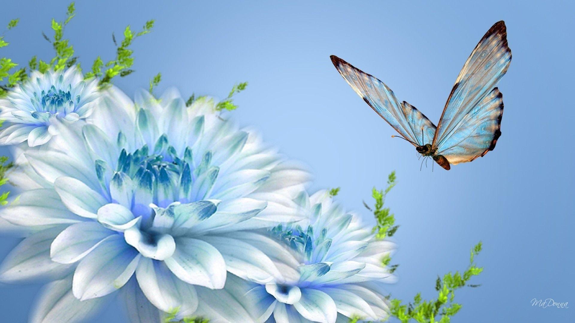 Flowers and Butterfly Wallpapers Top Free Flowers and Butterfly