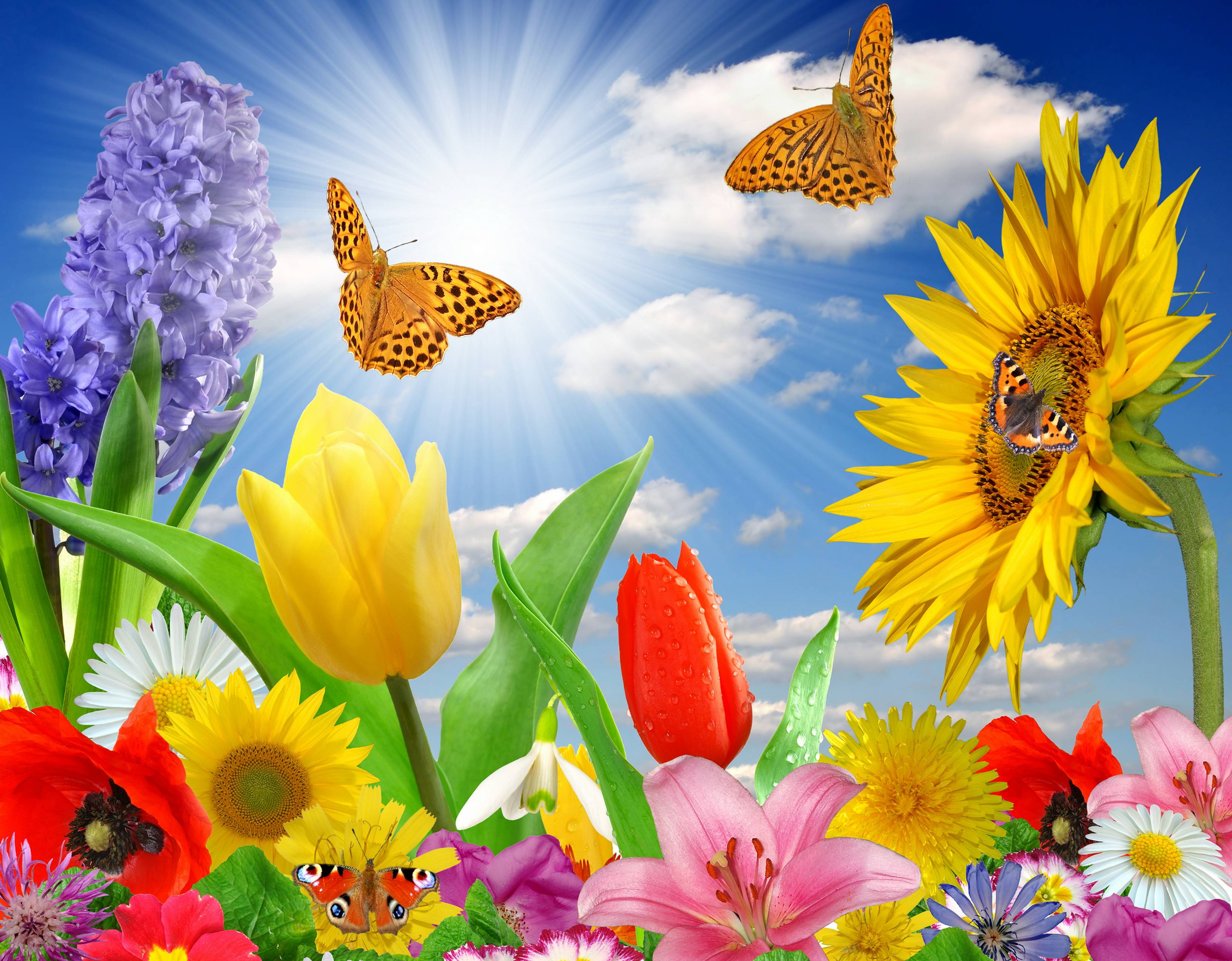 Flowers and Butterflies Wallpapers Top Free Flowers and Butterflies Backgrounds WallpaperAccess