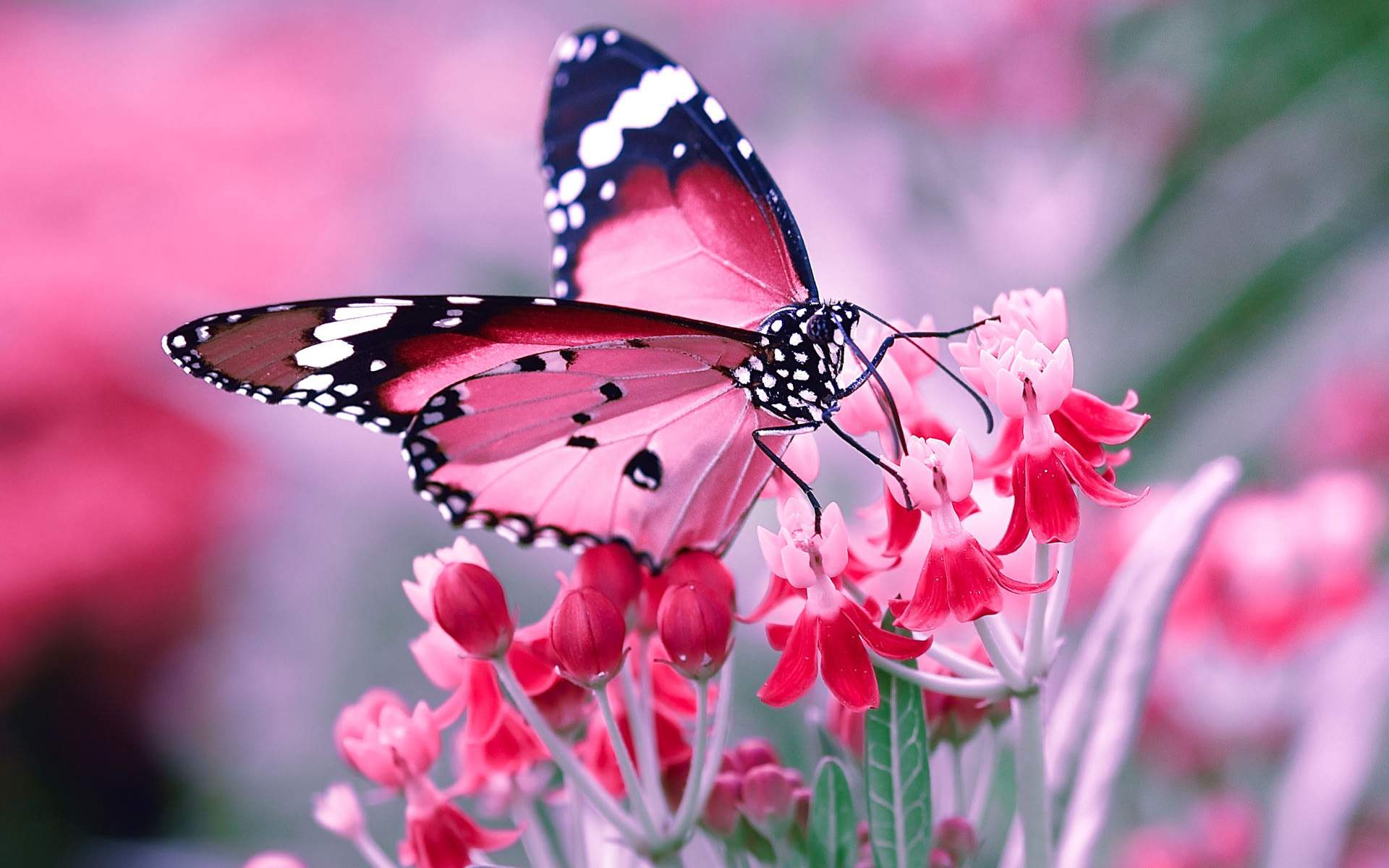 3D Butterfly Wallpapers Top Free 3D Butterfly Backgrounds