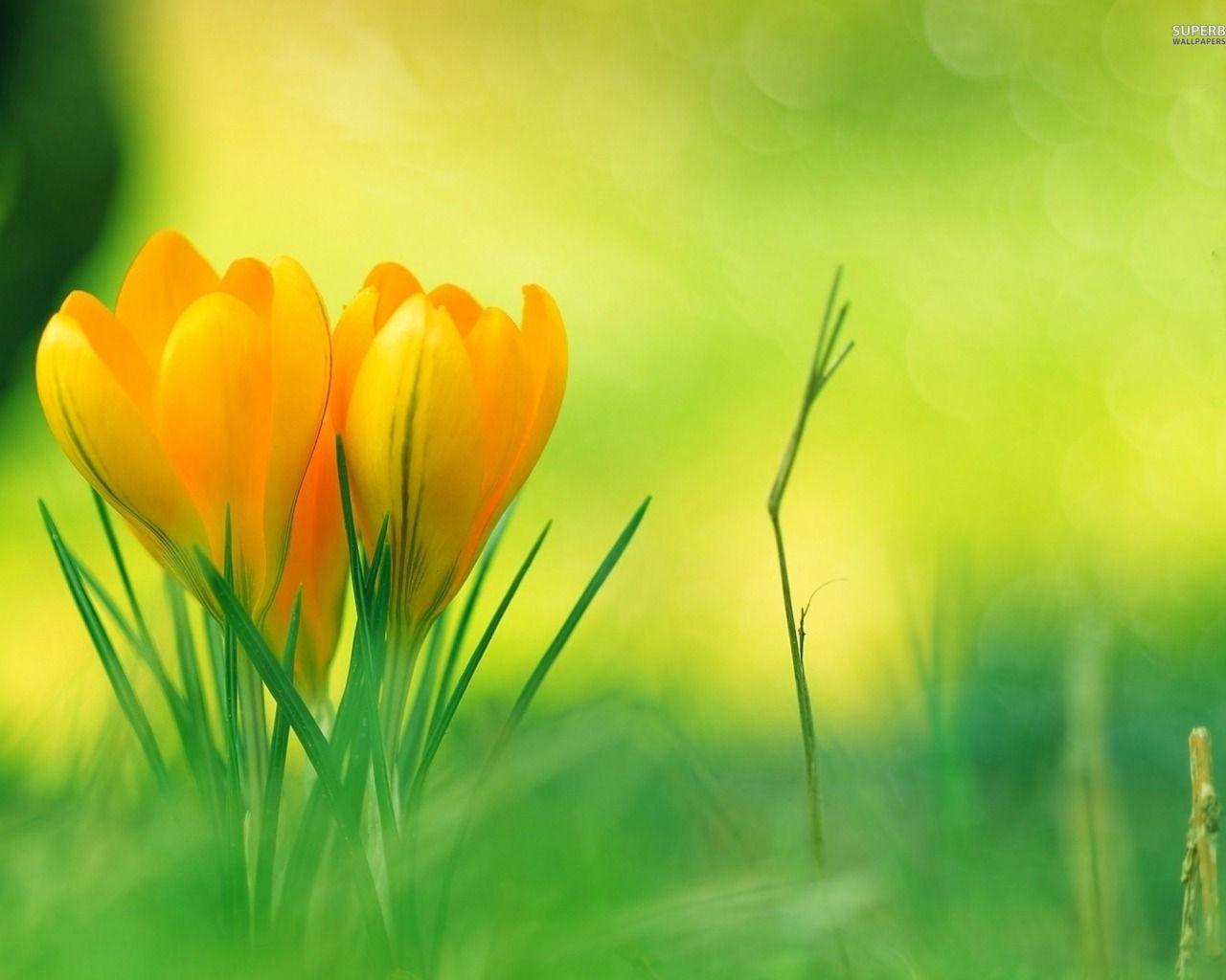 Most Beautiful Flowers Wallpapers Top Free Most Beautiful Flowers