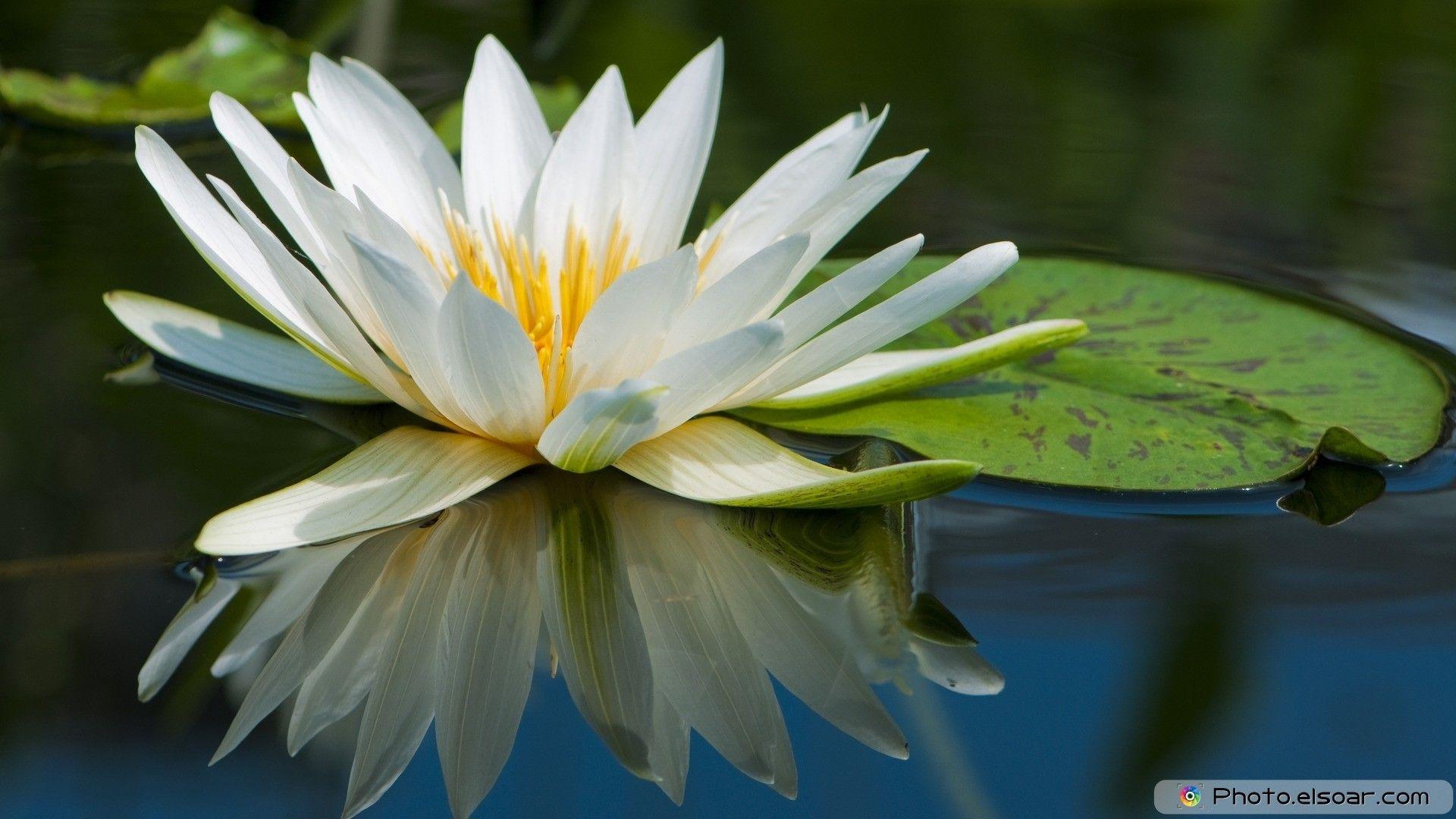 Most Beautiful Flowers Wallpapers Top Free Most Beautiful Flowers