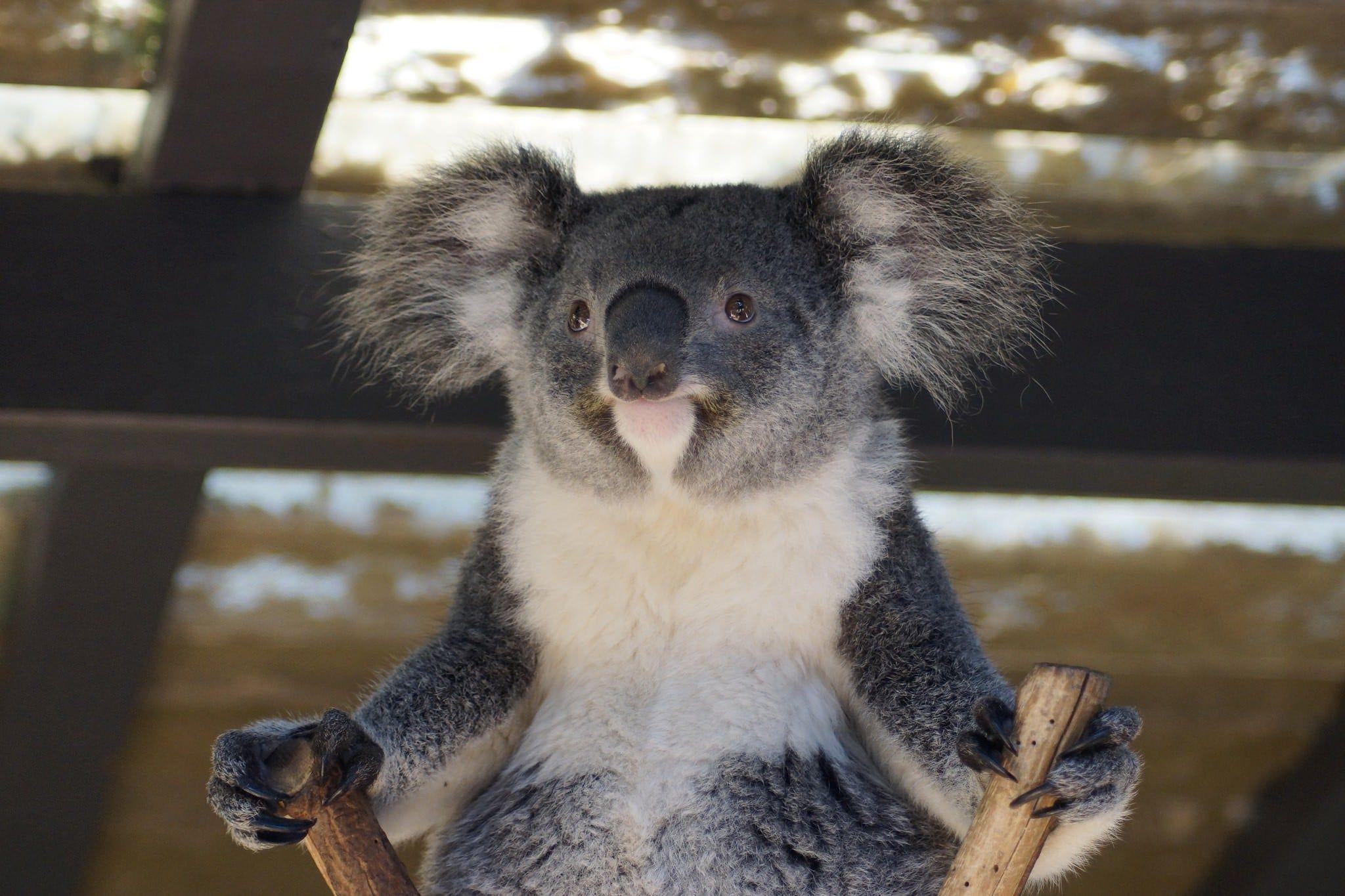 Cute Baby Koala Wallpapers Top Free Cute Baby Koala Backgrounds