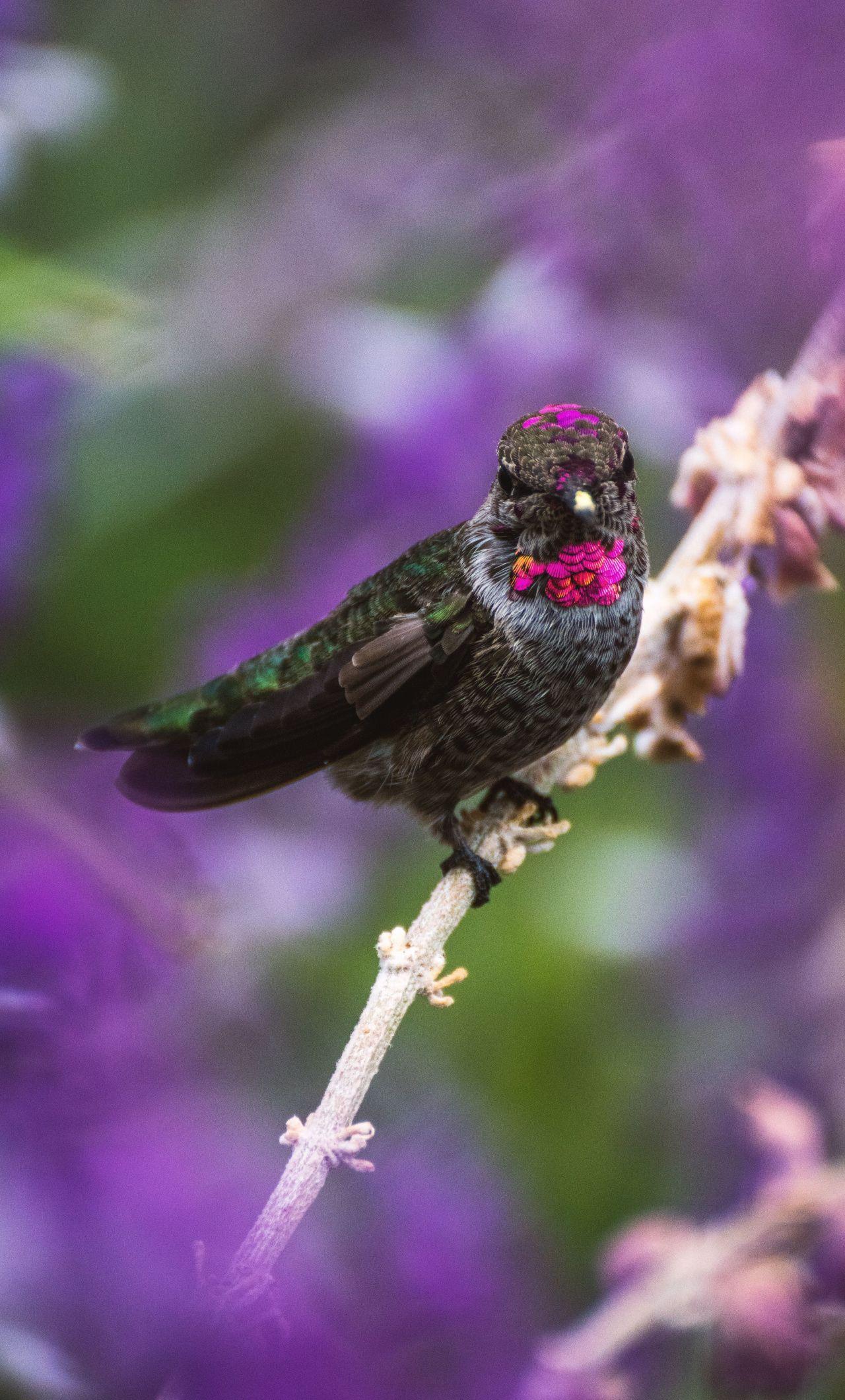 Cute Hummingbird Wallpapers Top Free Cute Hummingbird Backgrounds