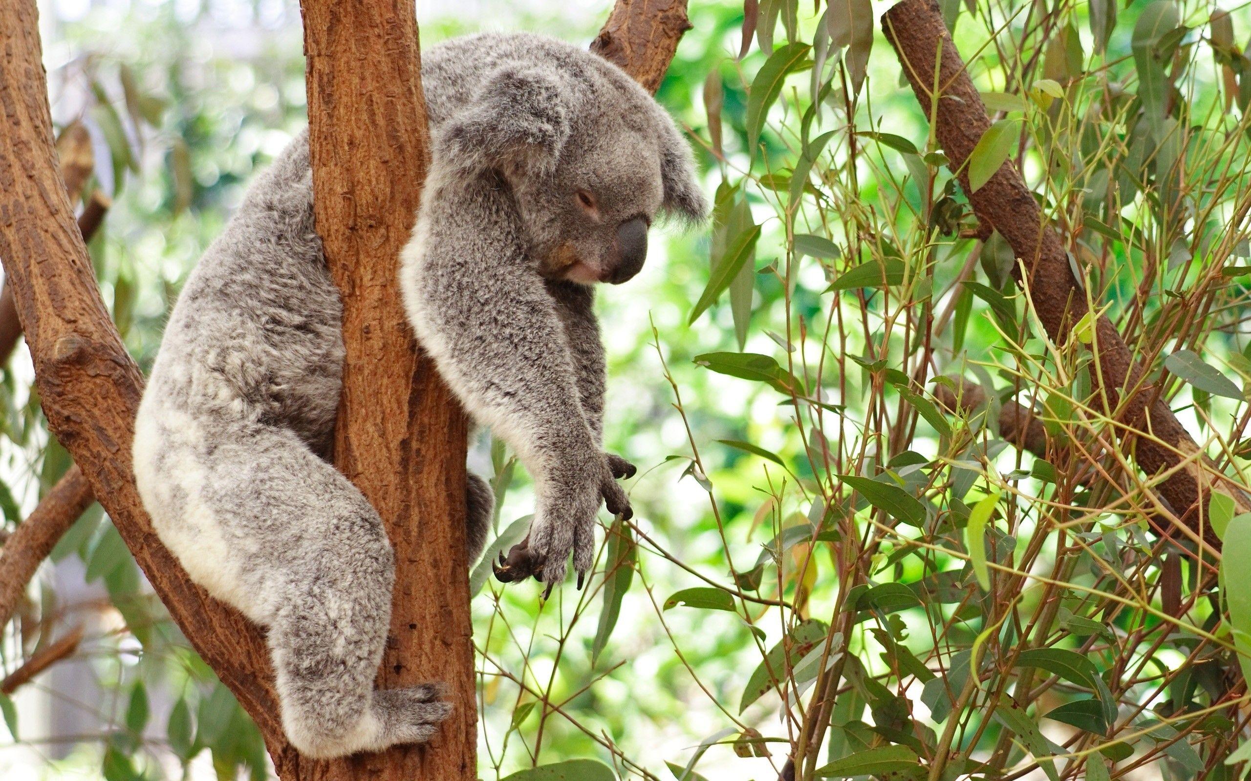 Cute Koala Wallpapers Top Free Cute Koala Backgrounds WallpaperAccess