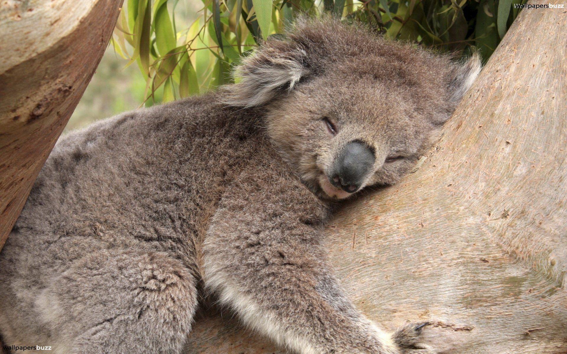 Cute Koala Wallpapers Top Free Cute Koala Backgrounds WallpaperAccess