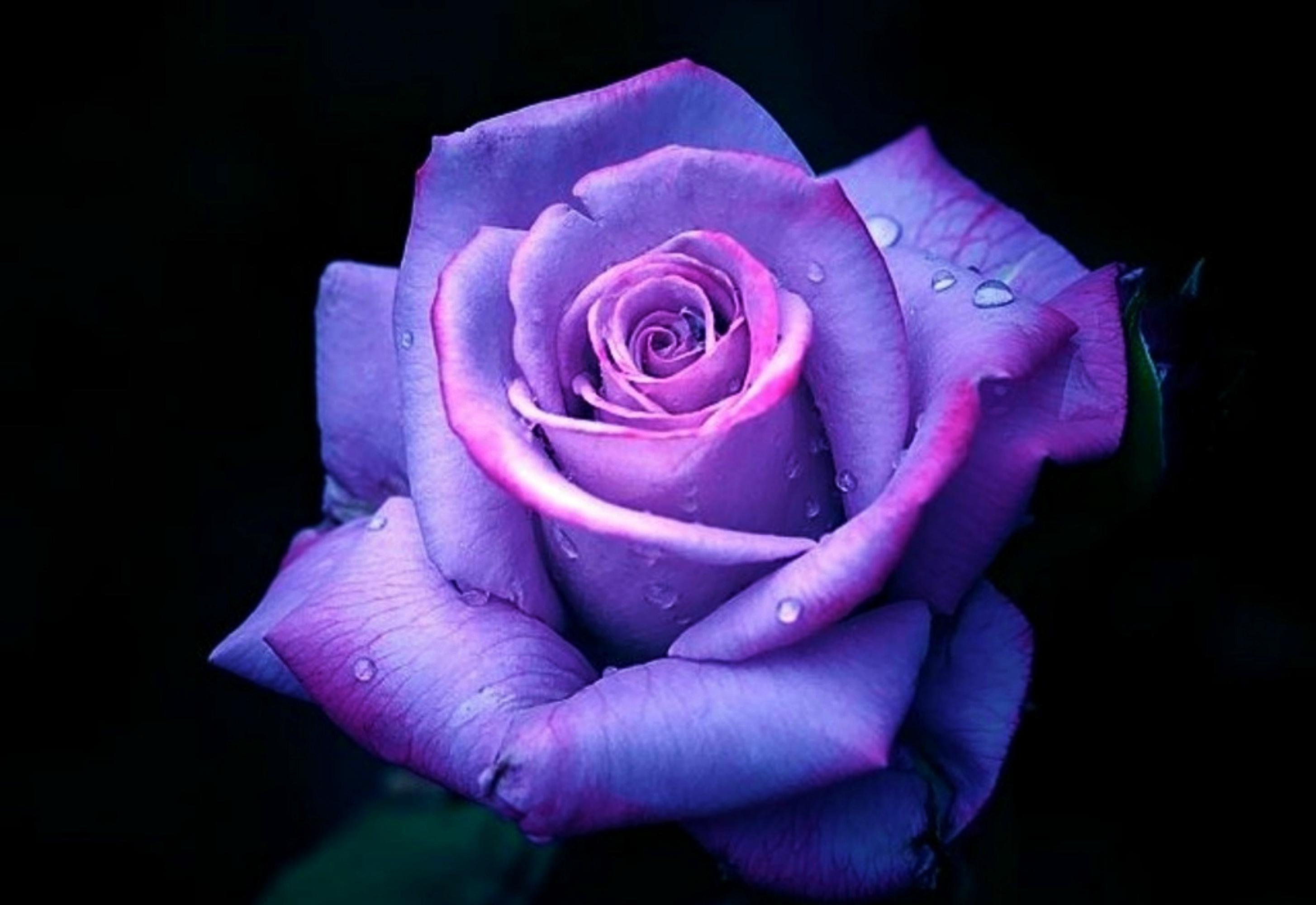 Purple Roses Wallpapers - Top Free Purple Roses Backgrounds