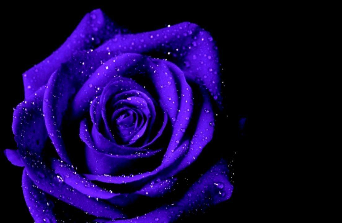 Purple Rose Wallpapers Top Free Purple Rose Backgrounds WallpaperAccess