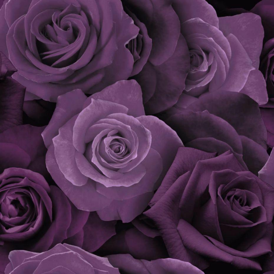 Purple Rose Wallpapers Top Free Purple Rose Backgrounds WallpaperAccess