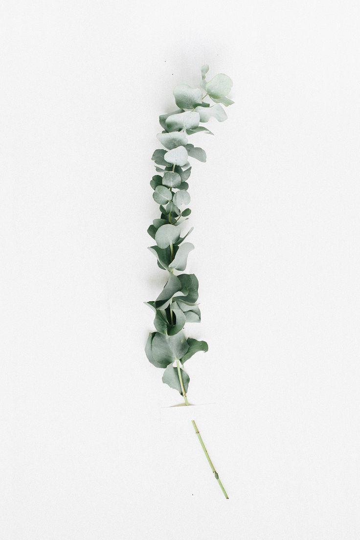 Eucalyptus Phone Wallpapers Top Free Eucalyptus Phone Backgrounds