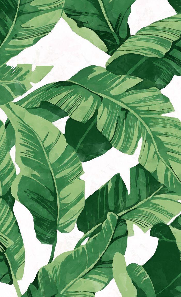 Banana Leaves Wallpapers Top Free Banana Leaves Backgrounds