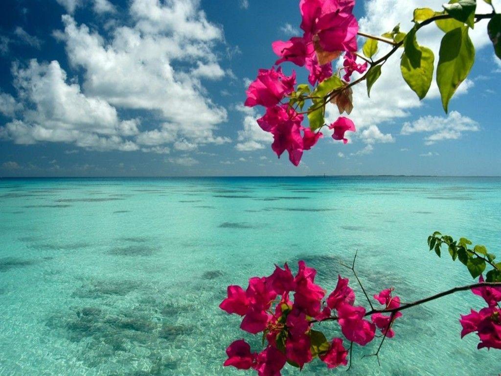 Flowers Tropical Beach Wallpapers Top Free Flowers Tropical Beach