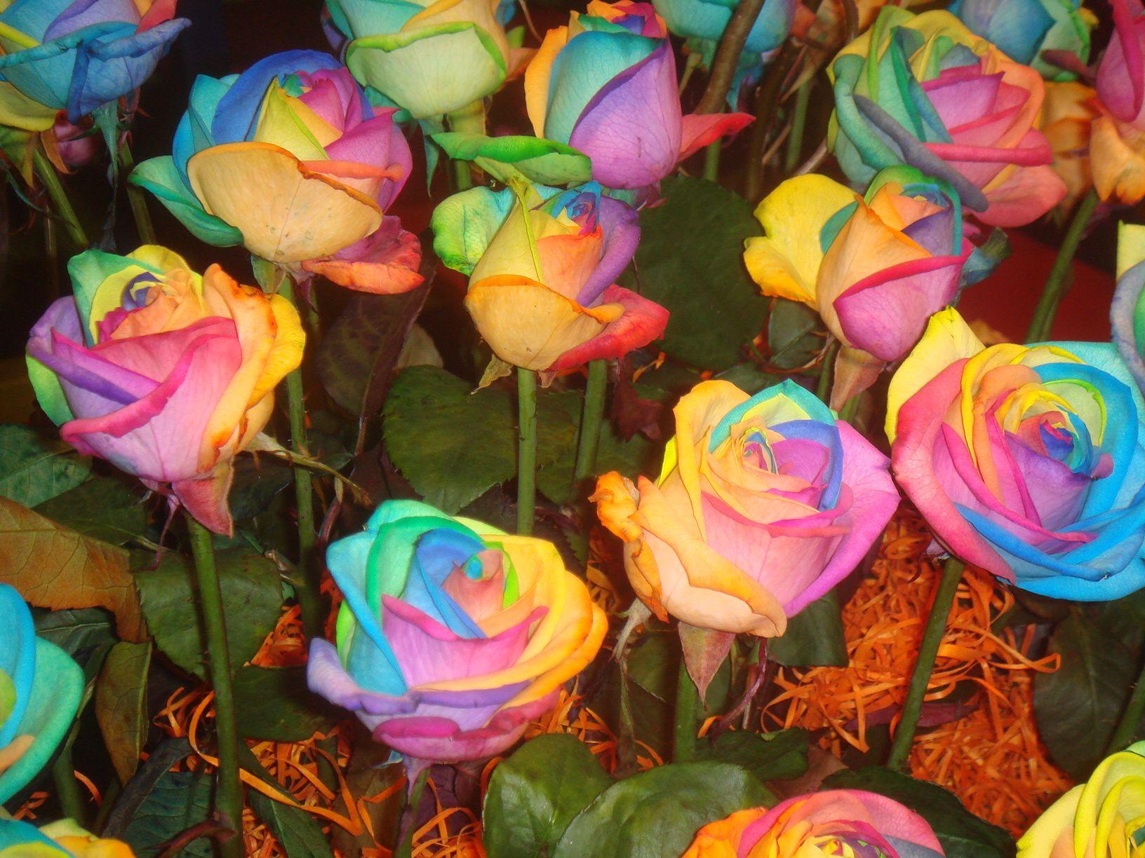 Aesthetic Pastel Rainbow Flowers Largest Wallpaper Portal