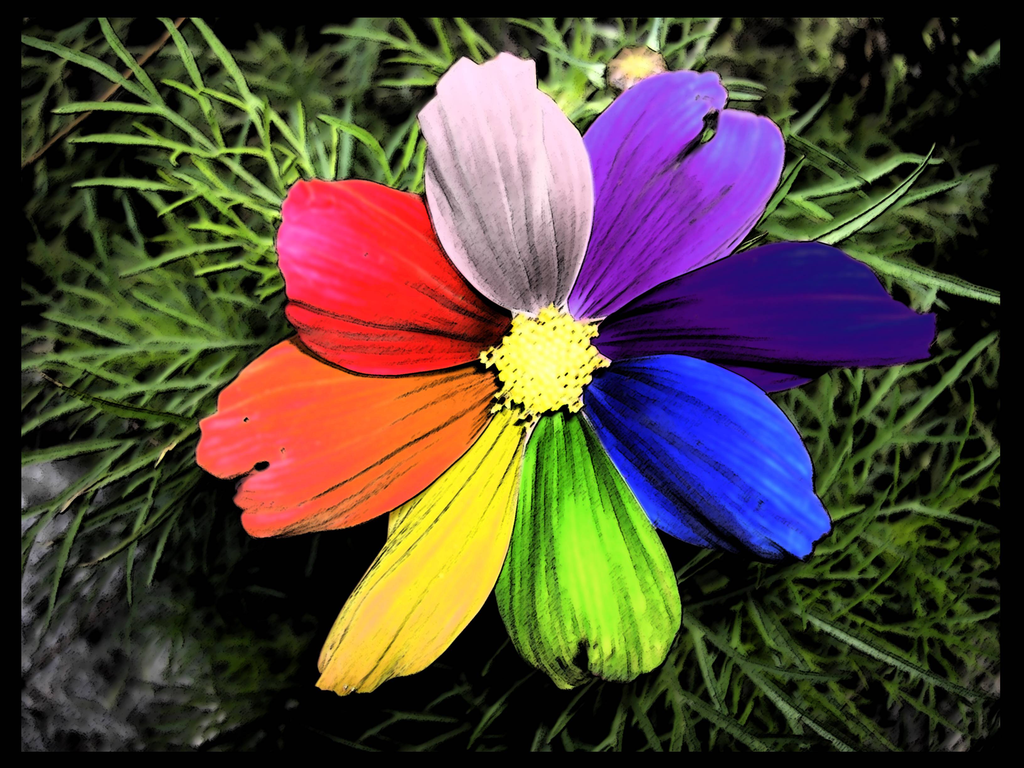 Rainbow Flowers Wallpapers Top Free Rainbow Flowers Backgrounds