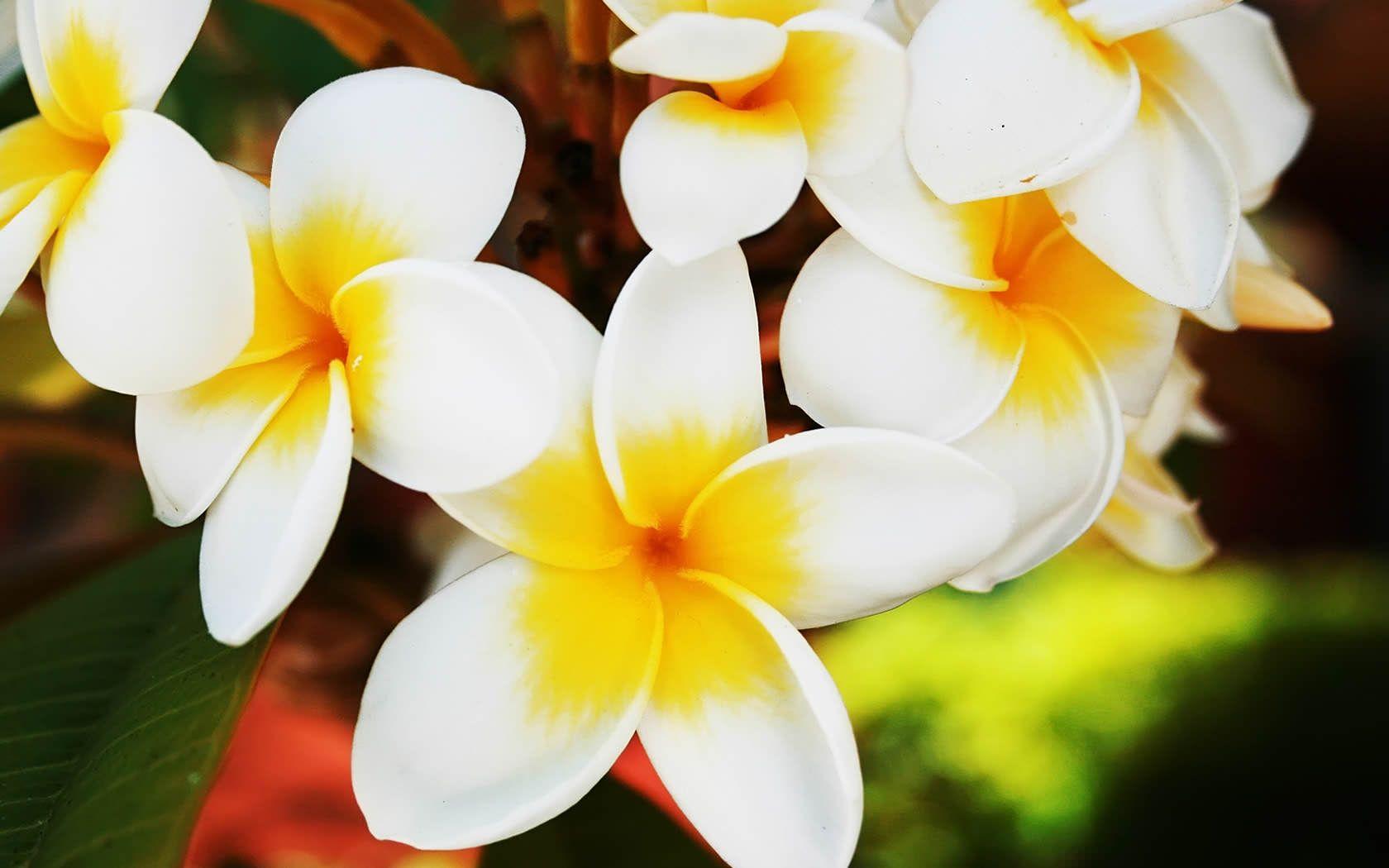 Hawaiian Flowers Wallpapers Top Free Hawaiian Flowers Backgrounds