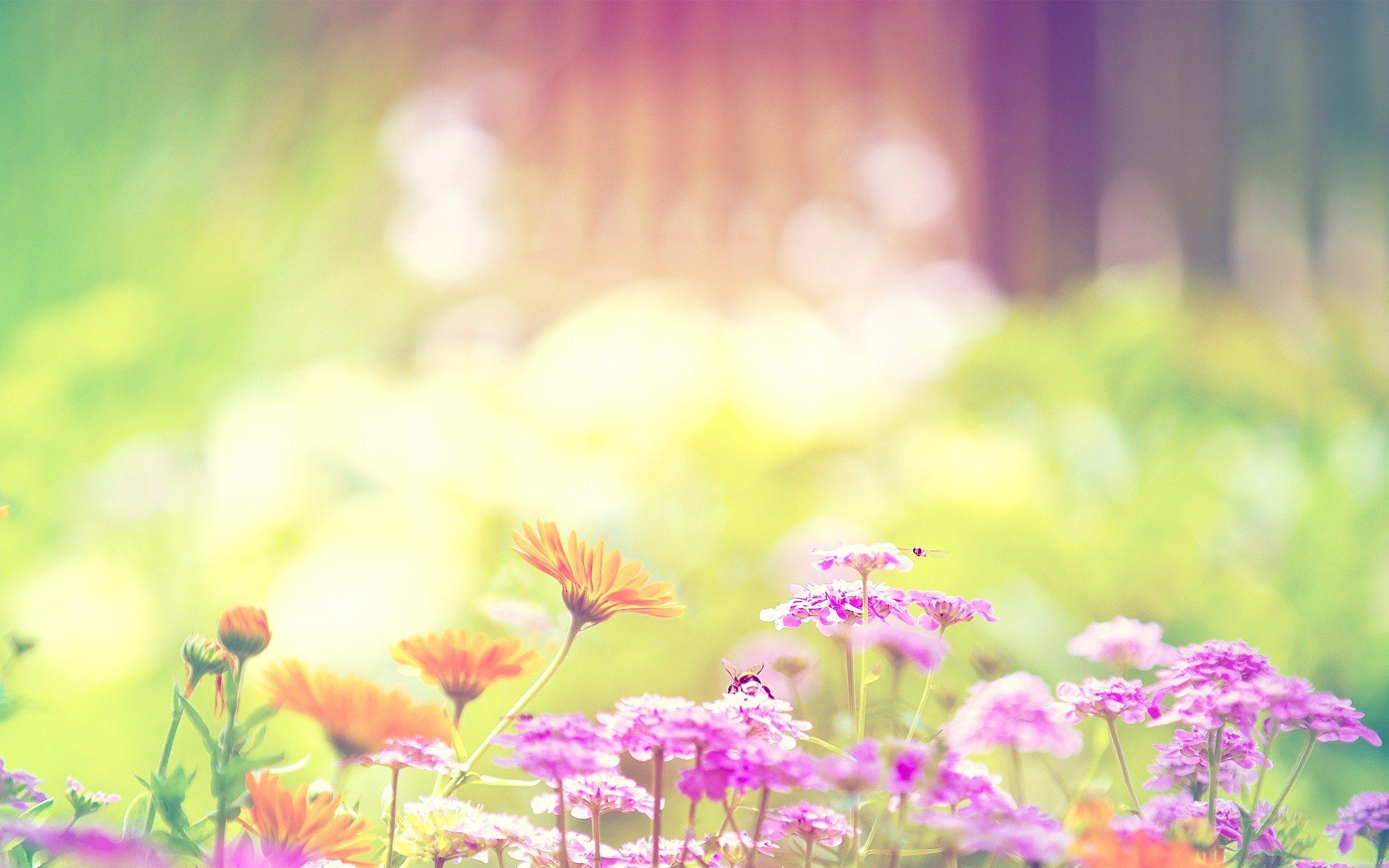 Summer Flowers Wallpapers Top Free Summer Flowers Backgrounds