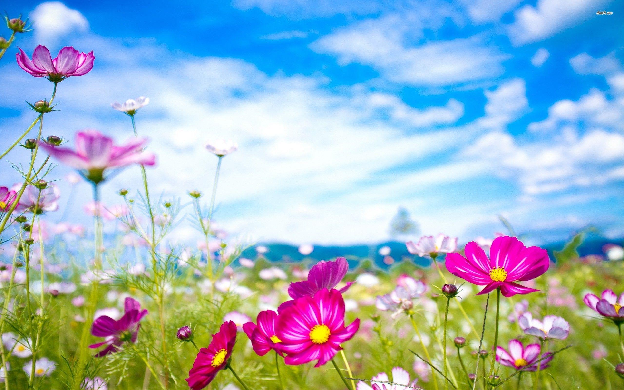 Summer Flowers Wallpapers Top Free Summer Flowers Backgrounds