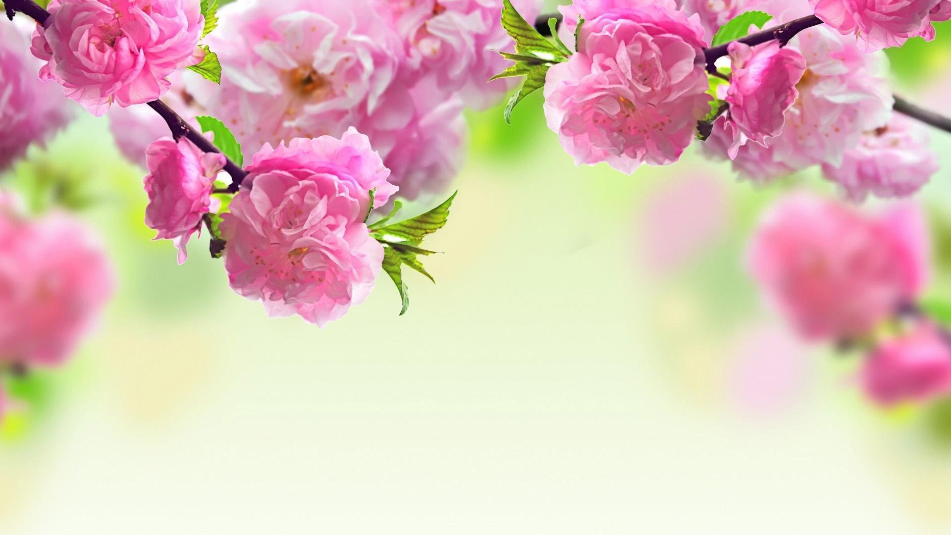 1920 X 1080 Flower Wallpapers Top Free 1920 X 1080 Flower Backgrounds