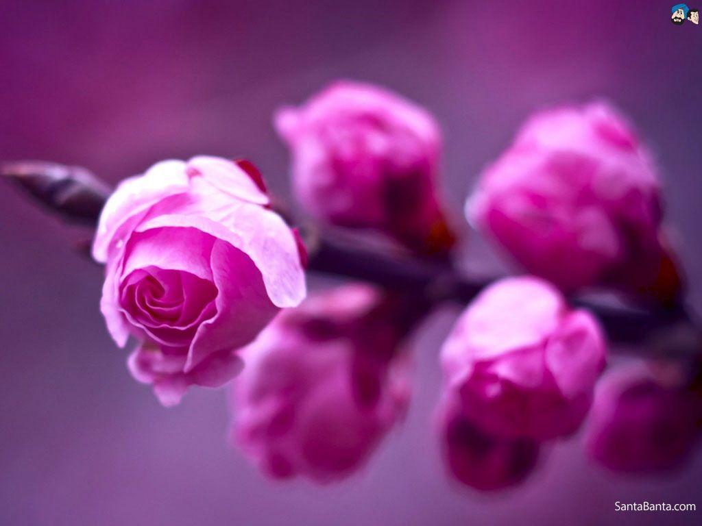 Most Beautiful Pink Flowers Wallpapers Top Free Most Beautiful Pink