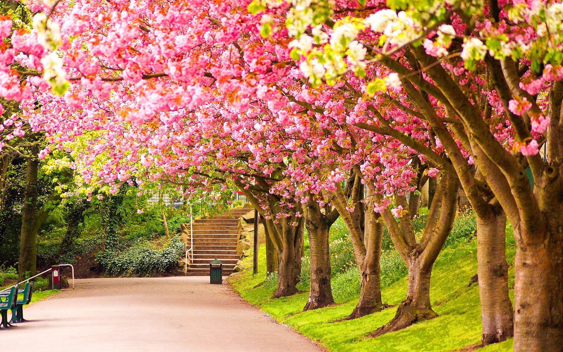 Most Beautiful Spring Wallpapers Top Free Most Beautiful Spring