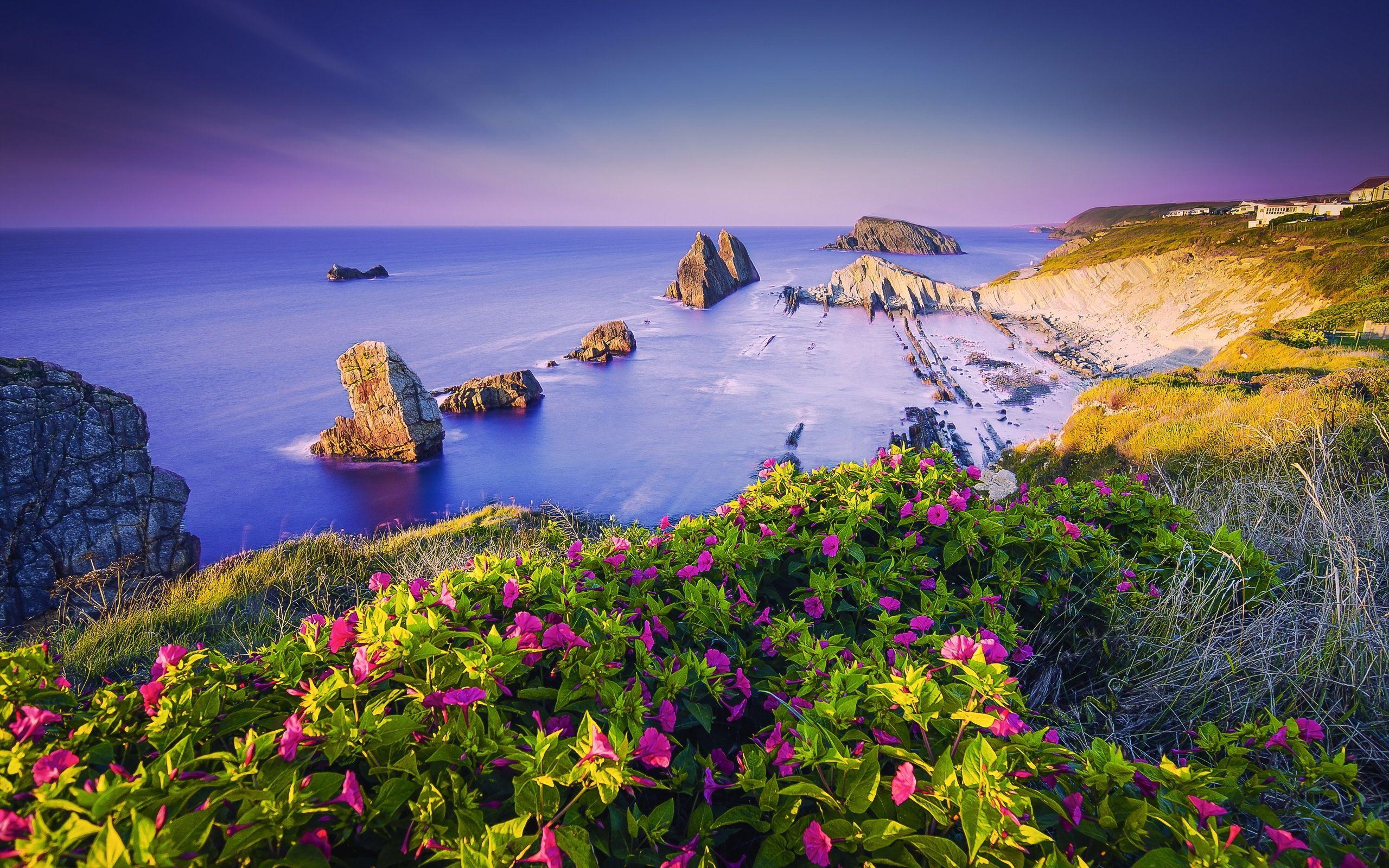 Ocean Flowers Wallpapers Top Free Ocean Flowers Backgrounds