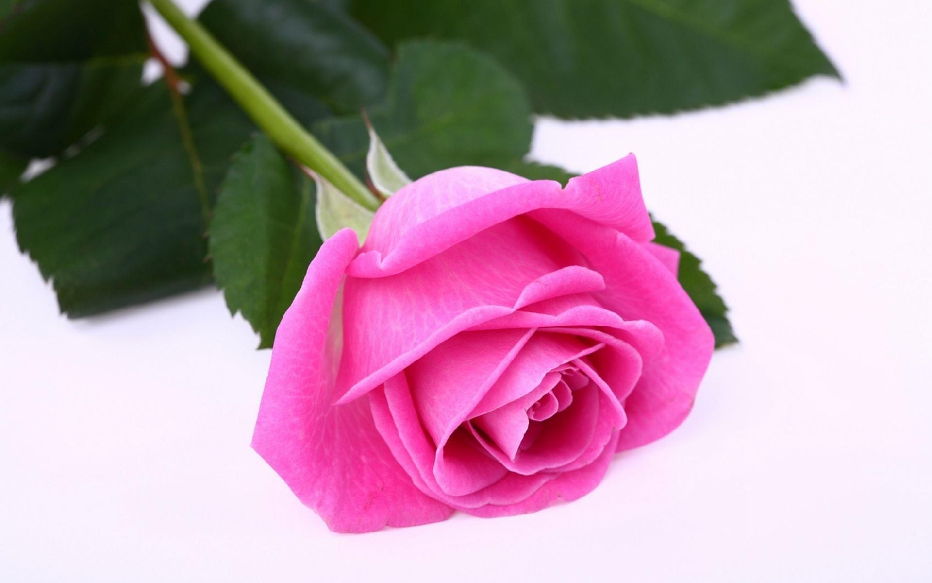Most Beautiful Pink Flowers Wallpapers Top Free Most Beautiful Pink