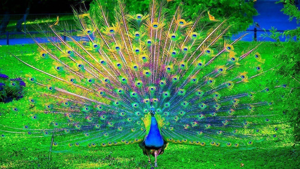 Beautiful Peacock Images Wallpaper imgtootles