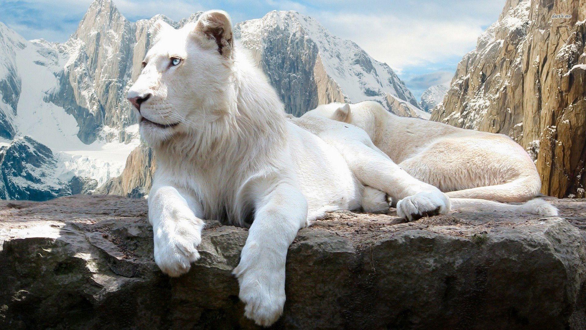 Most Beautiful Animals Wallpapers Top Free Most Beautiful Animals