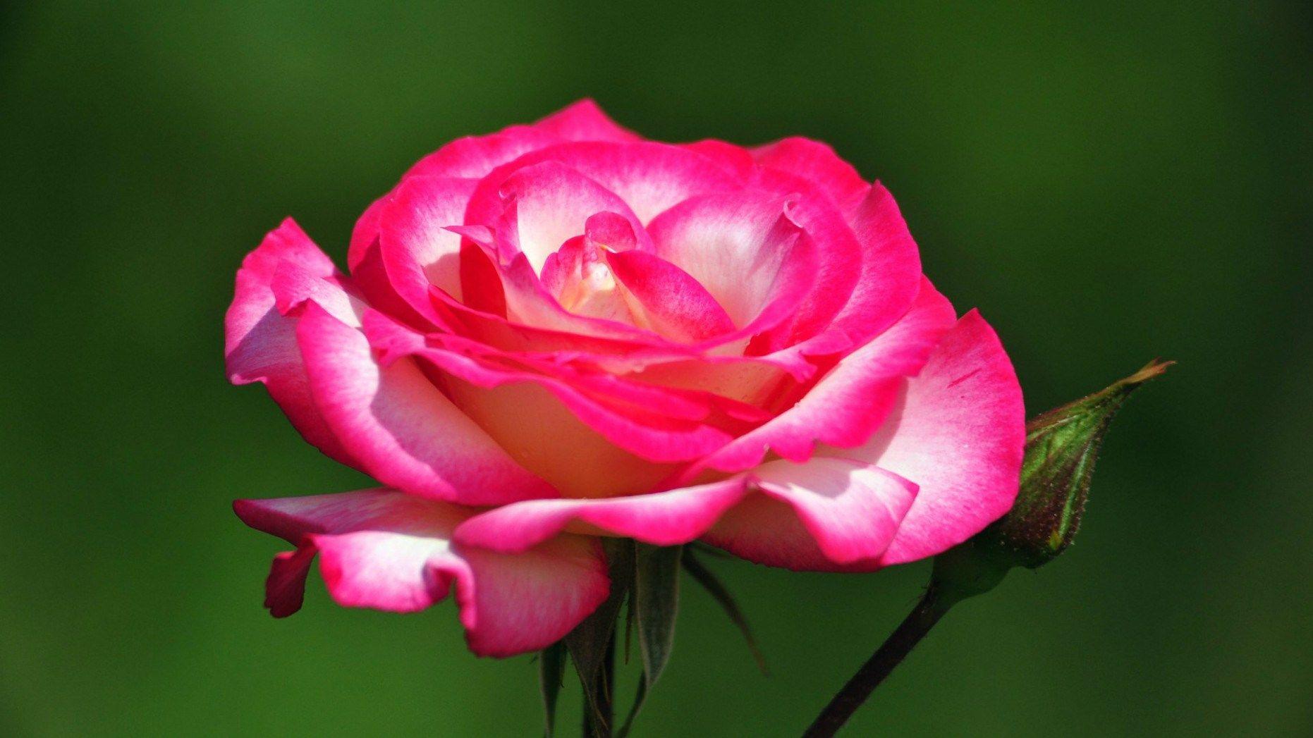Most Beautiful Pink Flowers Wallpapers Top Free Most Beautiful Pink