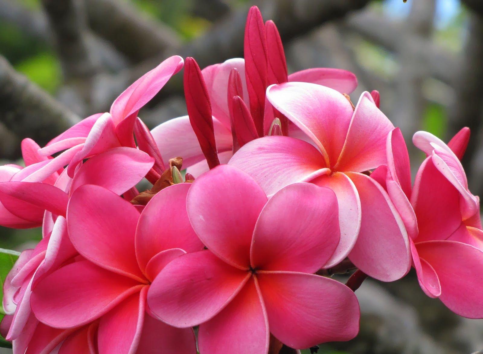 Most Beautiful Flowers HD Wallpapers Top Free Most Beautiful Flowers