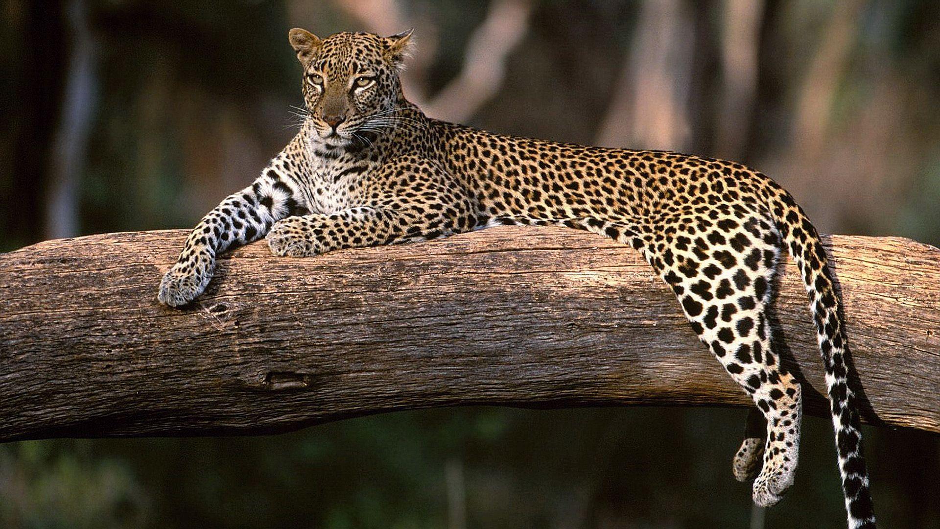 Most Beautiful Animals Wallpapers Top Free Most Beautiful Animals