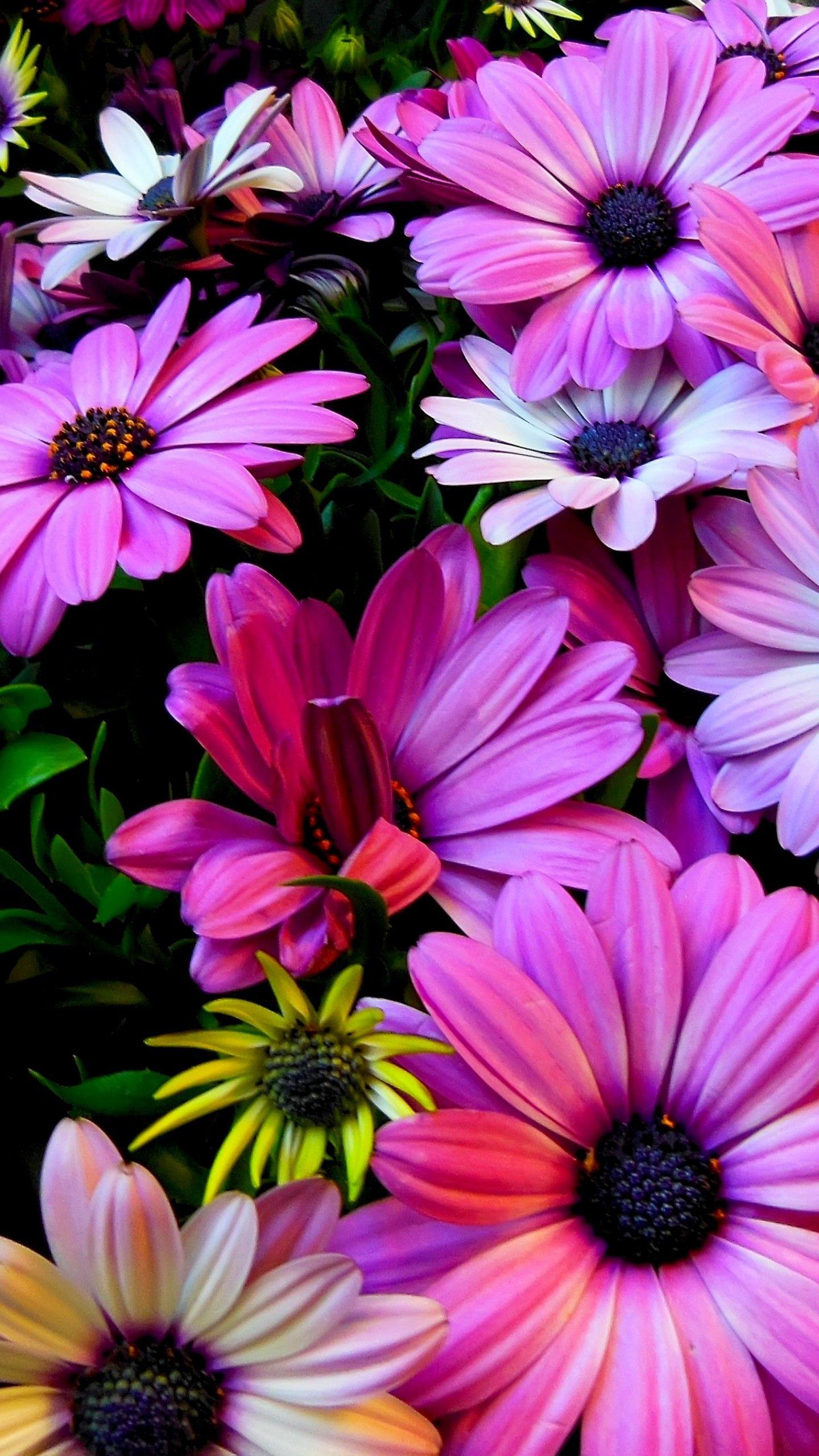 Spring Flowers Wallpapers Top Free Spring Flowers Backgrounds