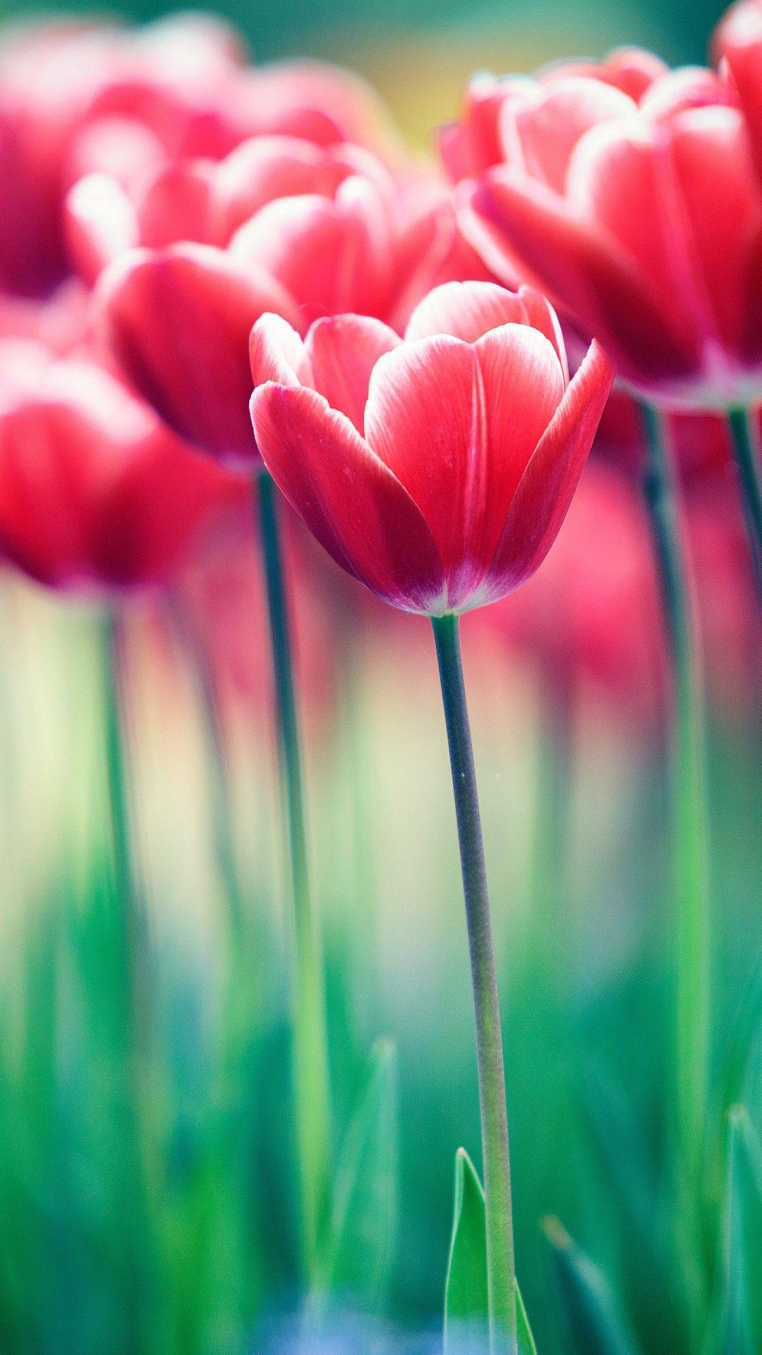 Spring Flowers Wallpapers Top Free Spring Flowers Backgrounds