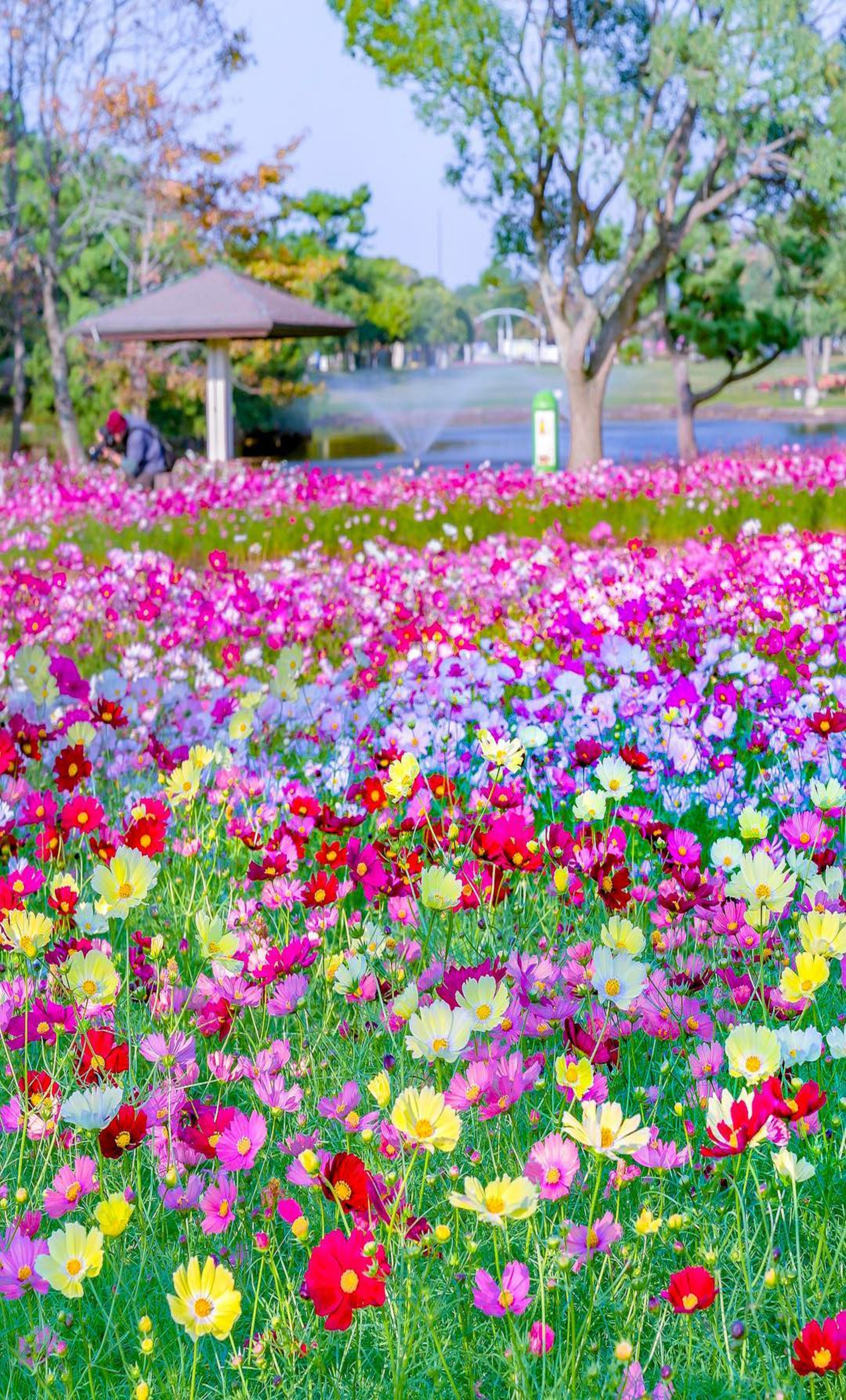 Love Beautiful Scenery Pictures Flowers