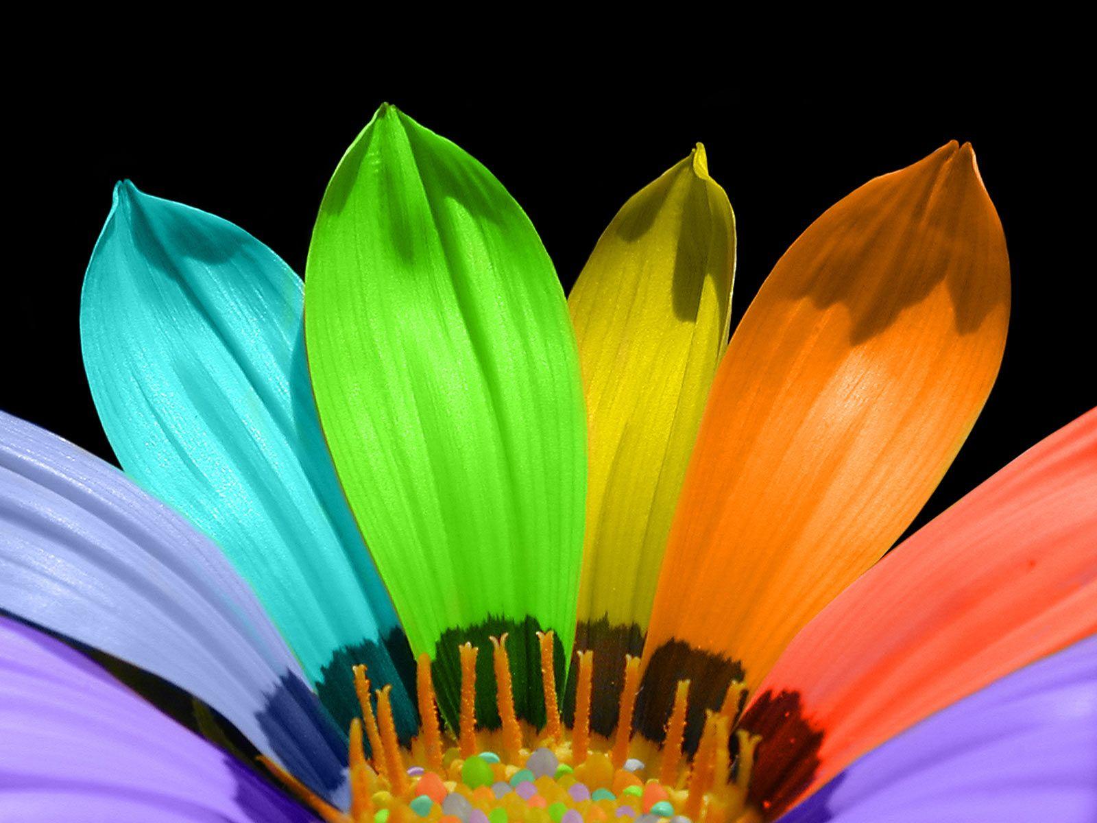 Rainbow Flowers Wallpapers Top Free Rainbow Flowers Backgrounds