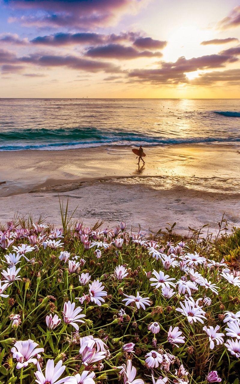 Ocean Flowers Wallpapers Top Free Ocean Flowers Backgrounds