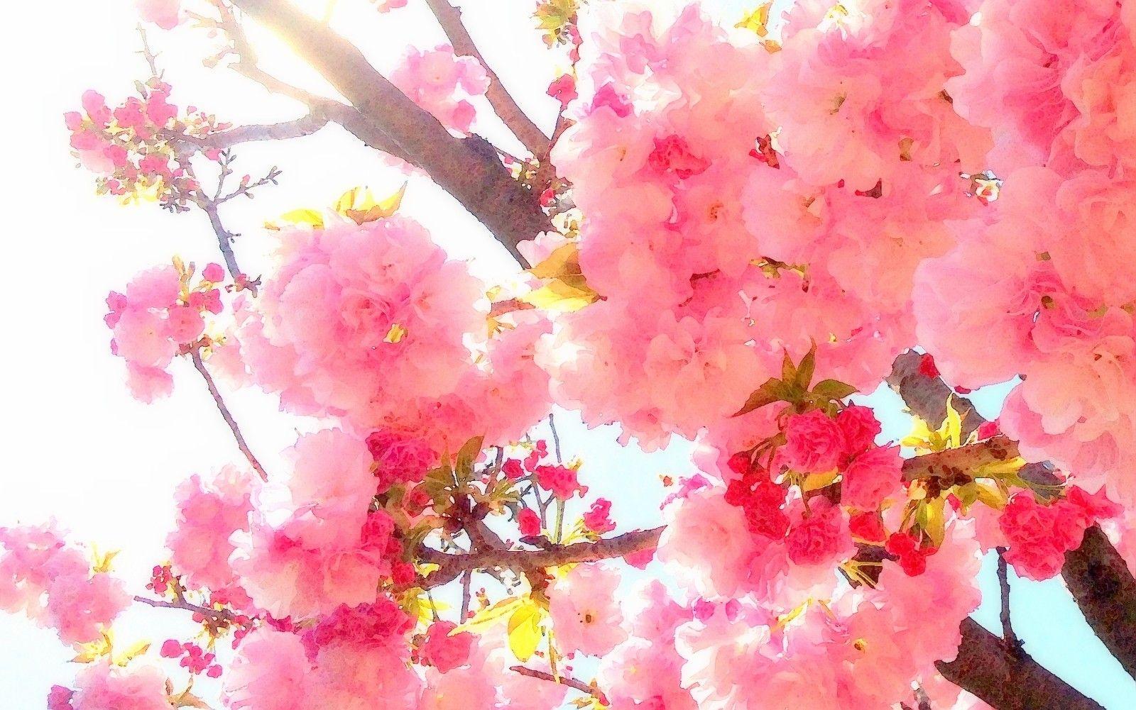 Pretty Japanese Wallpapers Top Free Pretty Japanese Backgrounds