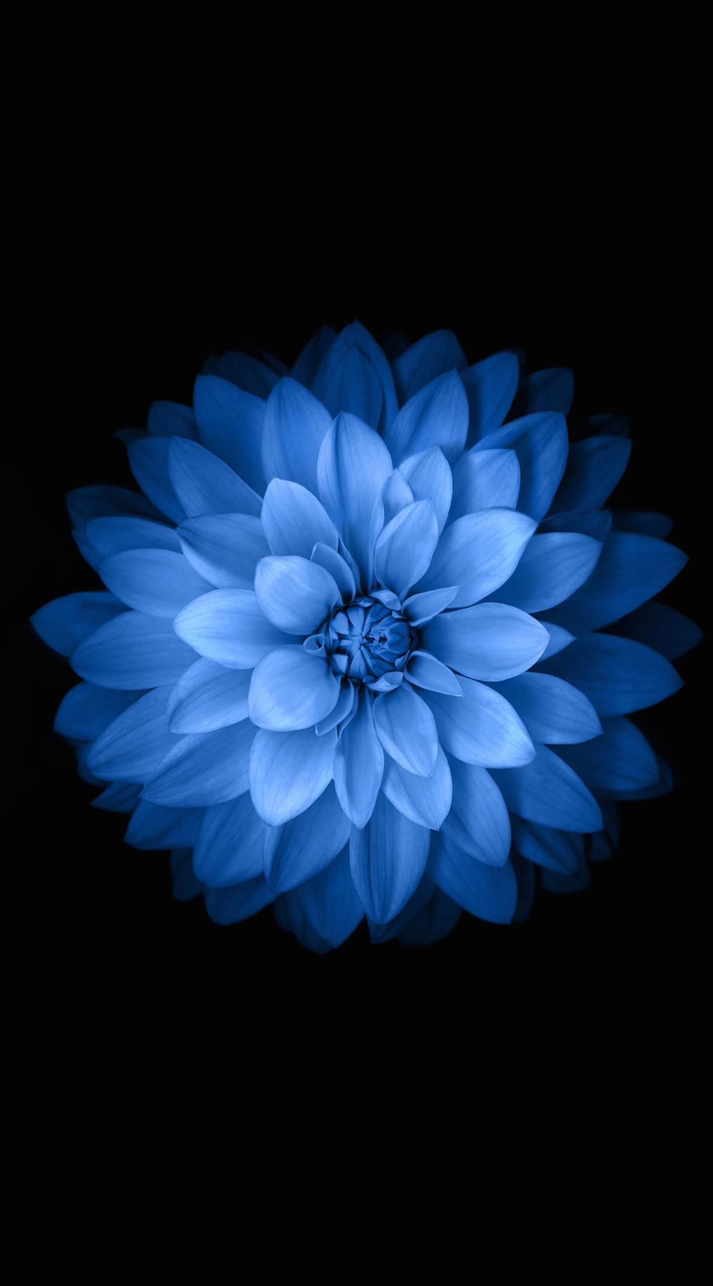 Blue Flower iPhone Wallpapers bigbeamng