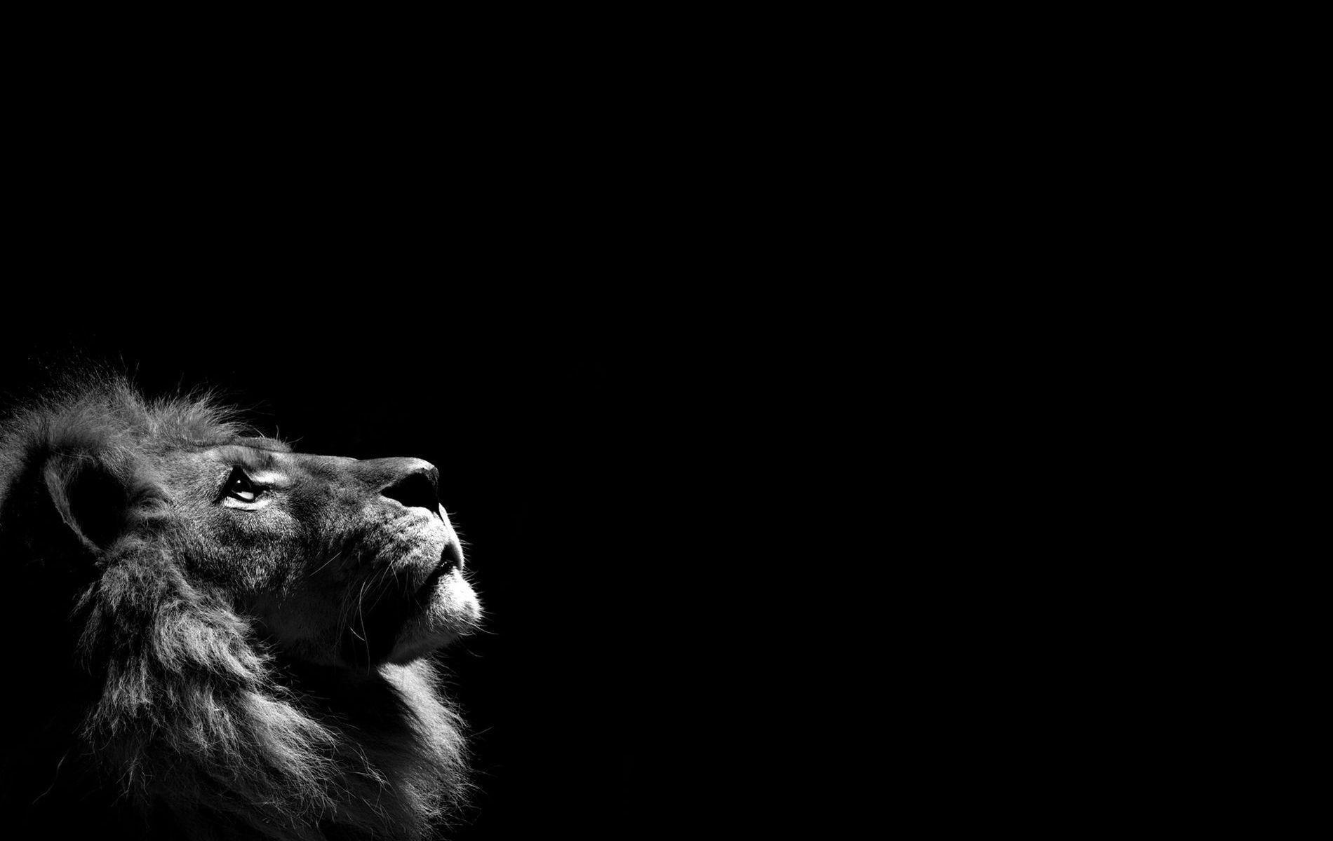 Dark Animals Wallpapers Top Free Dark Animals Backgrounds