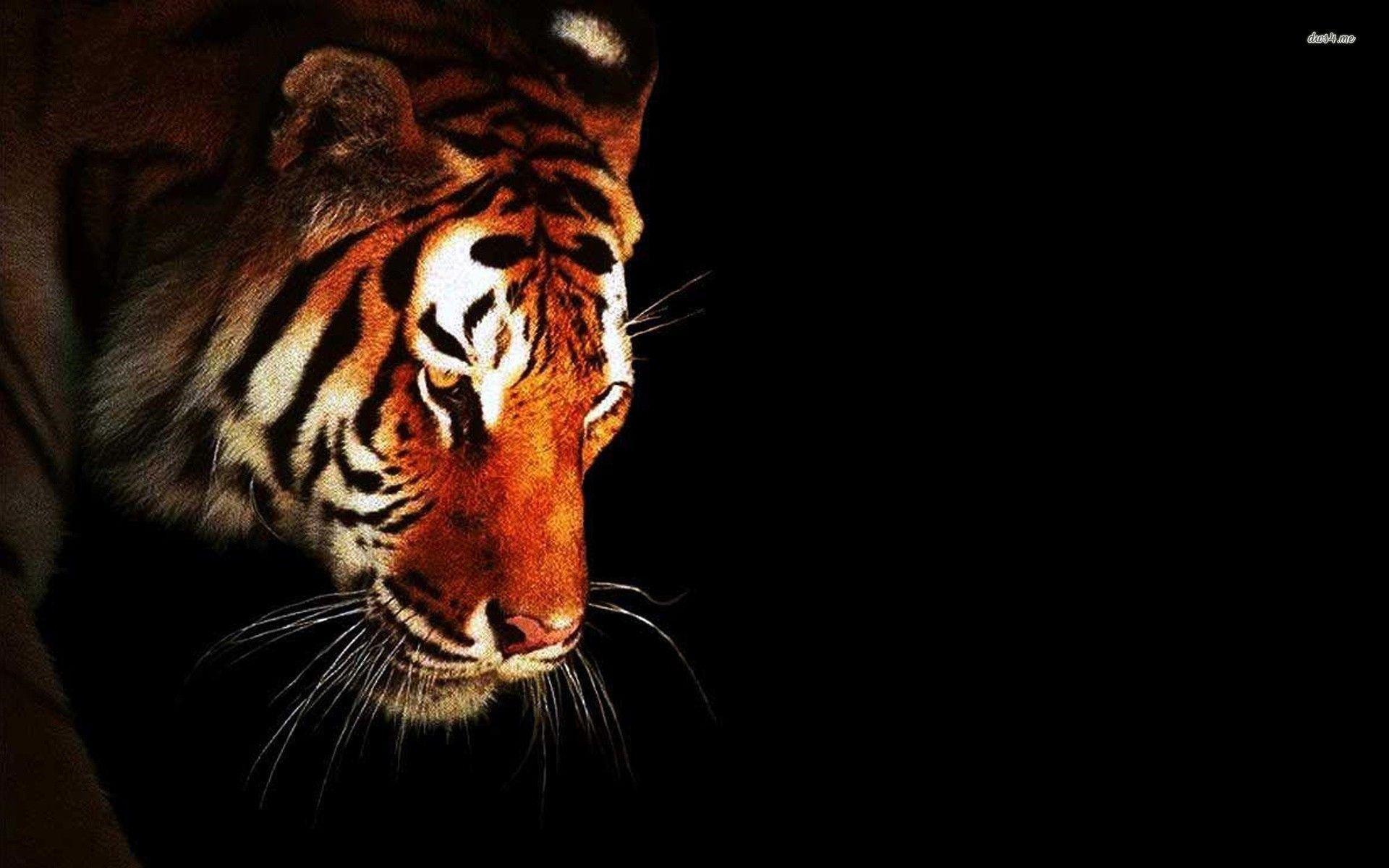Dark Animals Wallpapers Top Free Dark Animals Backgrounds