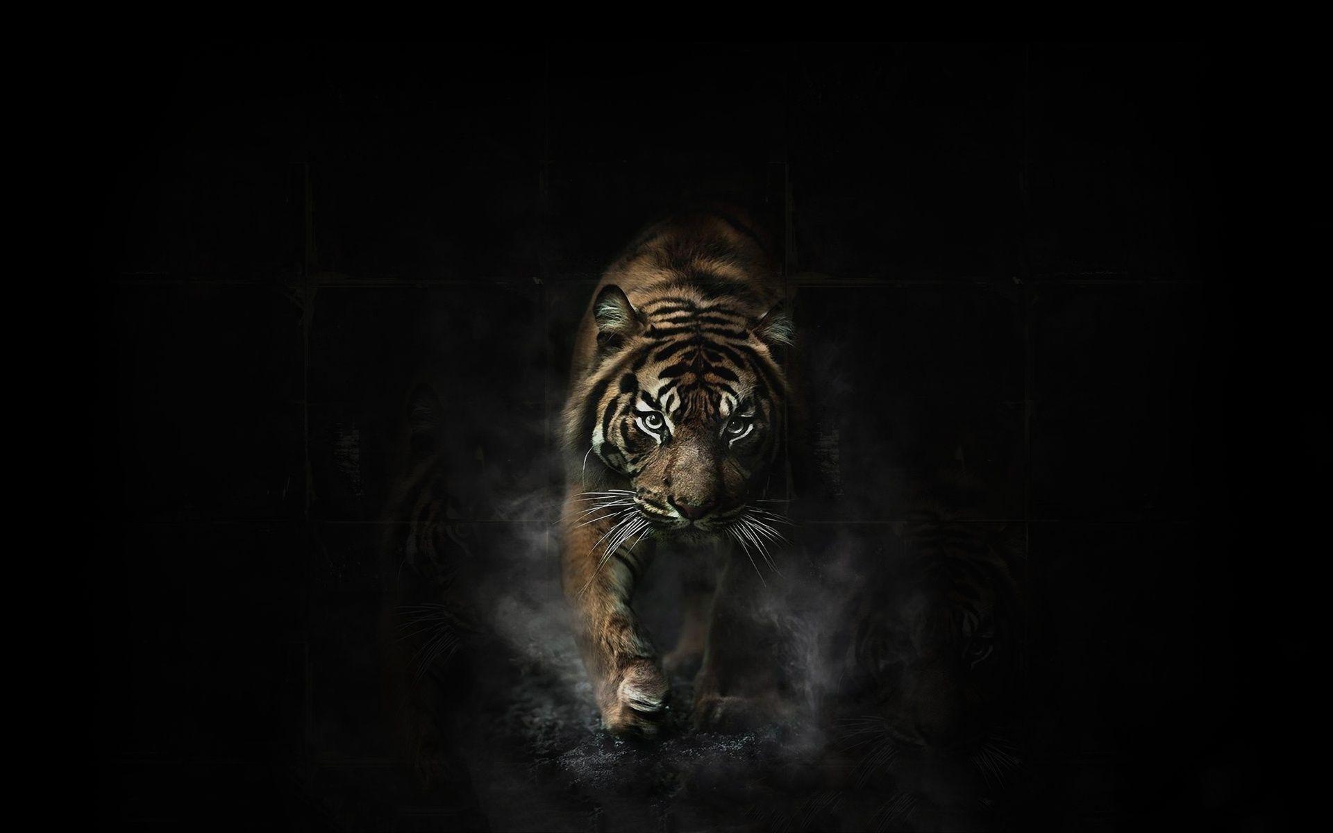 Dark Animals Wallpapers Top Free Dark Animals Backgrounds