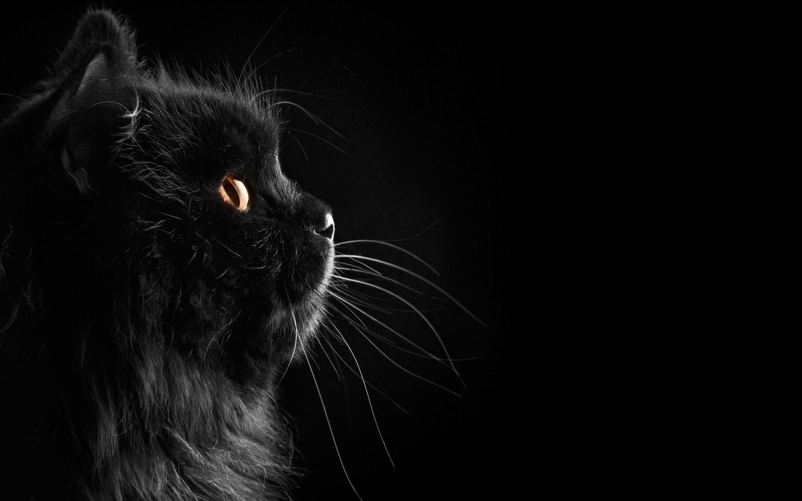 Dark Animals Wallpapers Top Free Dark Animals Backgrounds