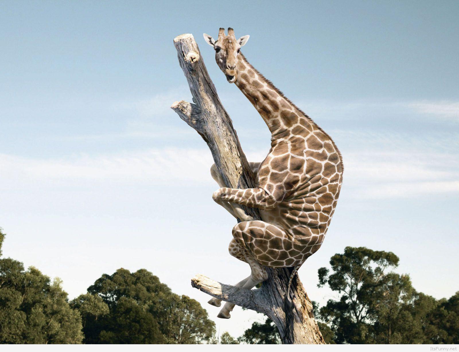 Funny Animal HD Wallpapers Top Free Funny Animal HD Backgrounds