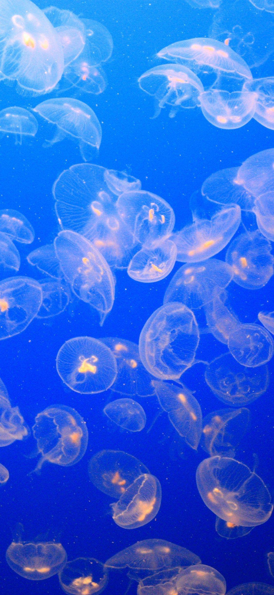 Blue iPhone XR Wallpapers Top Free Blue iPhone XR Backgrounds