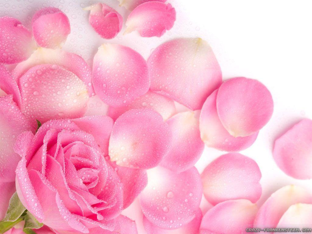 Light Pink Flower Wallpapers Top Free Light Pink Flower Backgrounds