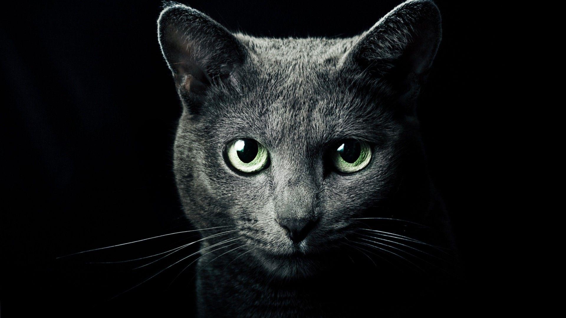 Gray Cat Wallpapers Top Free Gray Cat Backgrounds WallpaperAccess
